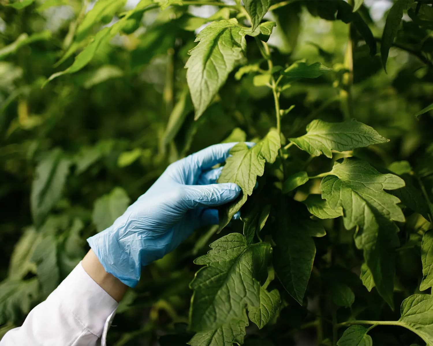 Behandschuhte Hand kontrolliert die Blätter einer Tomatenpflanze