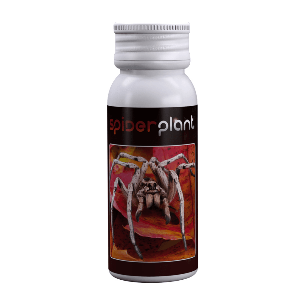 Agrobacterias Spider Plant Biostimulans