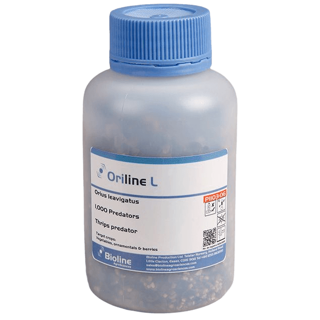 Oriline L - Dose 1.000 adulte Individuen - Orius laevigatus (Thripse)