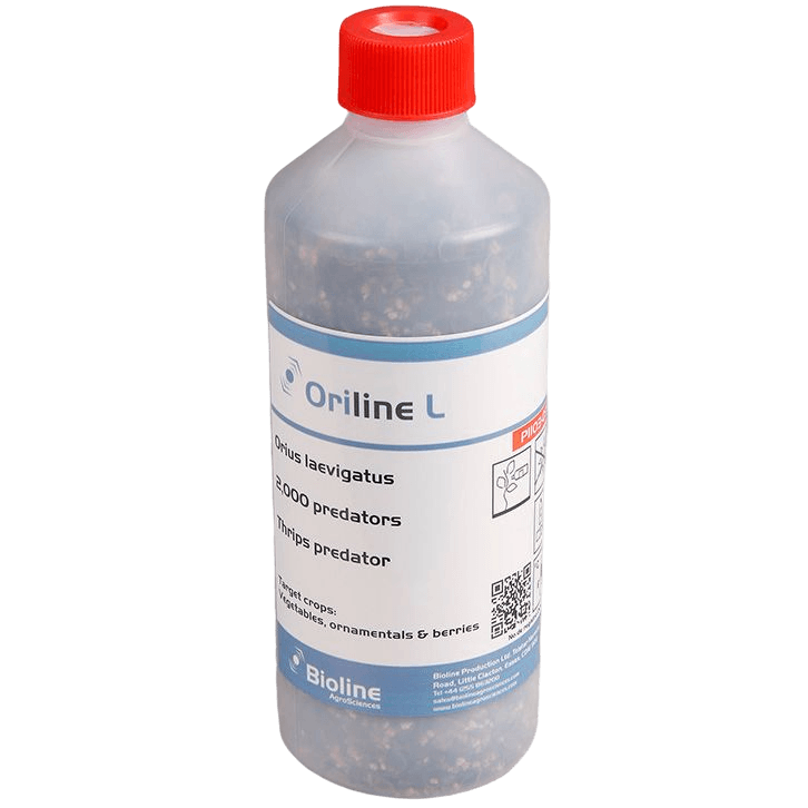 Oriline L- Dose 2.000 Individuen Nymphen - Orius laevigatus (Thripse)