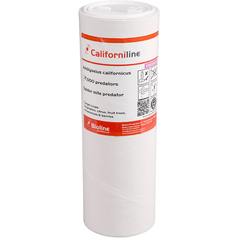 Californiline - Dose mit 2.000 Individuen - Amblyseius californicus (Spinnmilbe)