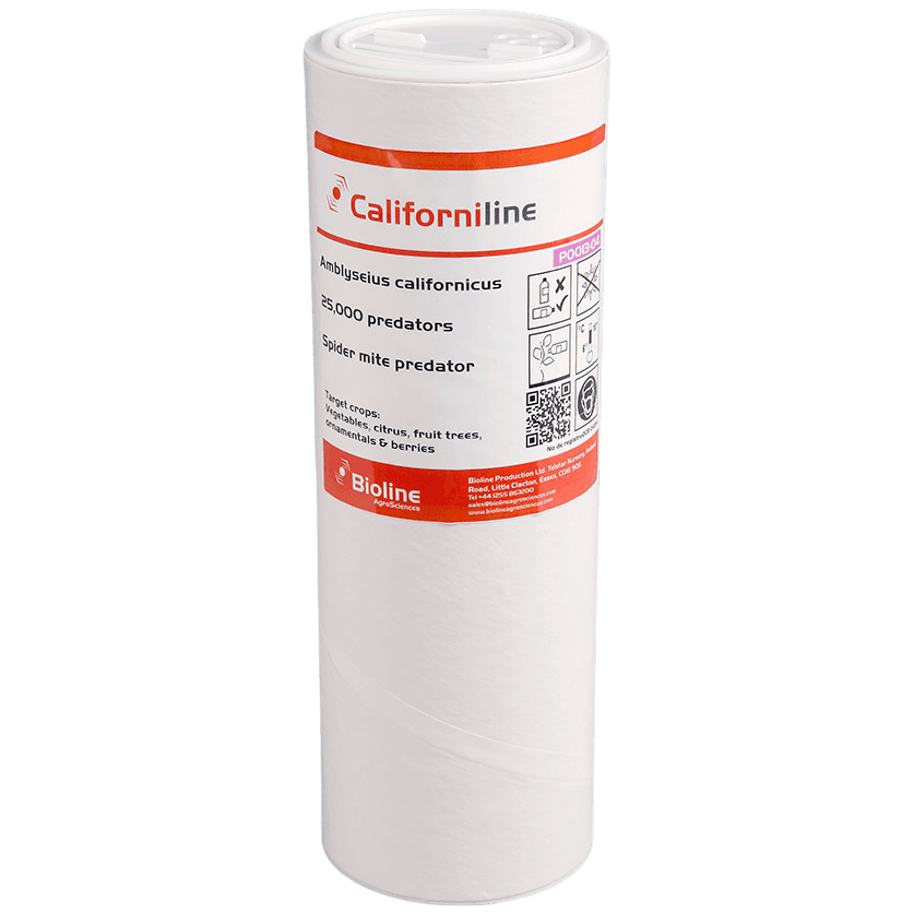 Californiline - Dose 25.000 Individuen - Amblyseius californicus (Spinnmilbe)