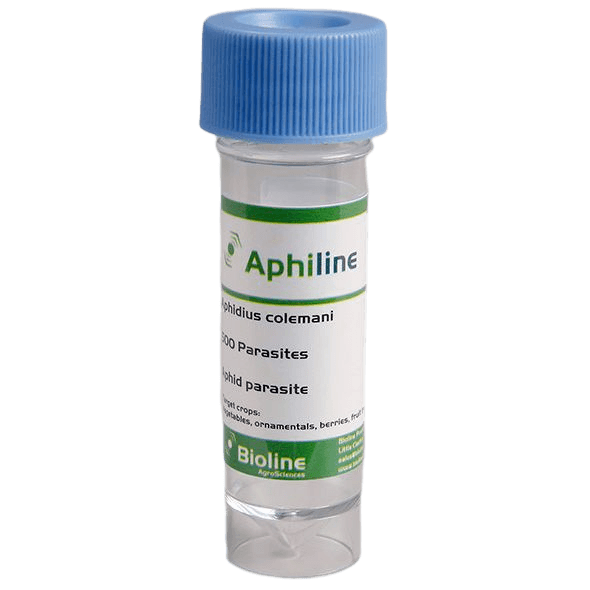 Aphiline - Vial 1.000 Individuen - Aphidius colemani (Kleine Blattlaus)
