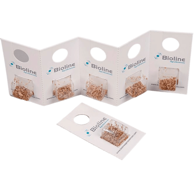Aphiline - 10 Blister x 100 Stk. (1.000 Stk.) - Aphidius colemani (Kleine Blattlaus)