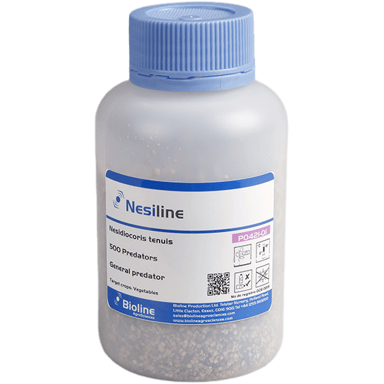 Nesiline - Dose 500 Individuen - Nesidiocoris tenuis (Weiße Fliege und Tomatenmotte)