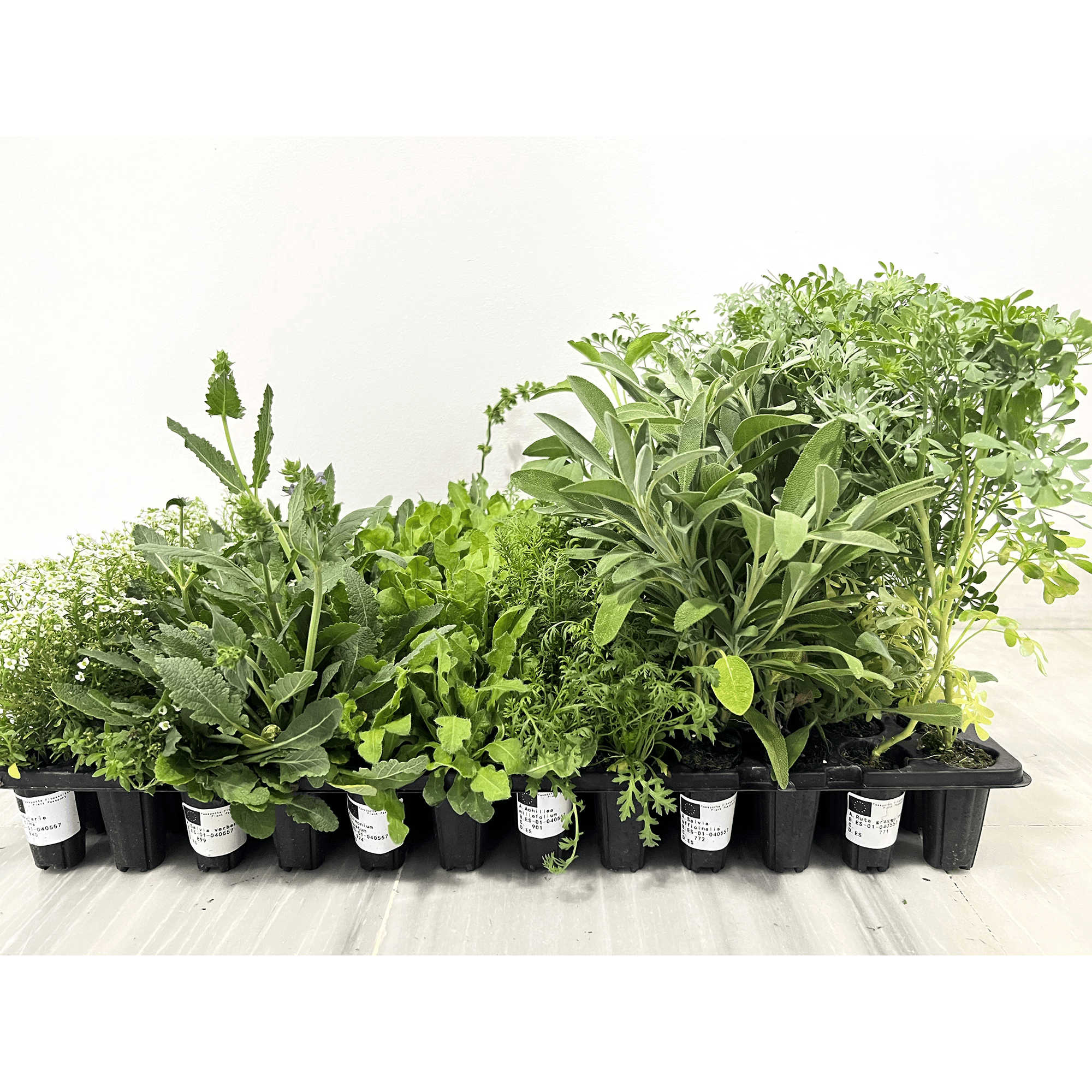 Pflanzen-Set für Indoor-Anbau - 108 Einheiten